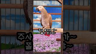 닭한테 시끄럽다고 화풀이 하는 앵무새 연구대상똘이#parrot #반려동물 #shocked #shorts #funny #웃긴영상 #cute #동물 #apt