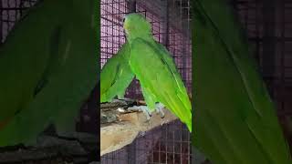 폭군 아마존 숫놈C