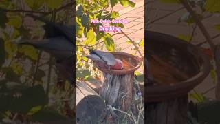 I Captured a Stunning Pink Gal…