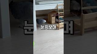 엄마보다 친구가 좋은 앵무새  회색앵무 잠바