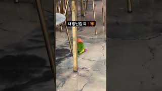 카이큐의 매력은 이런 것!!! #parrot #birds #birdslover #앵무새 #카이큐