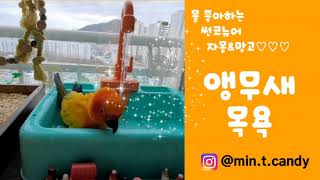 #5_Twinkle_3birds_앵무새목욕(자몽&amp…