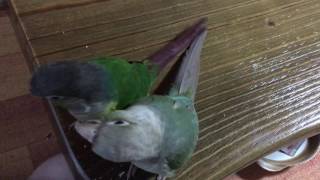 사람 말 알아 듣는 코뉴어 앵무새