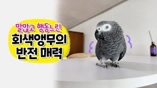 말은 많고 행동은 느린 회색앵무의 반전 매력