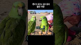 누나팬티가 없다구? 놀란데다가 짜증도 내는 앵무새 #아…