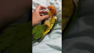 【金凱耶比與綠綠的日常】金頭凱克耶比舒服的被主人和愛情鳥綠綠理毛...結果綠綠...