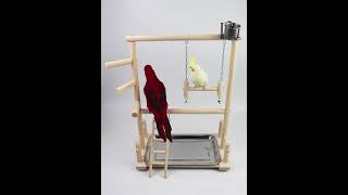 앵무새 놀이터 사랑앵무 코뉴어 그네 사다리 스탠드