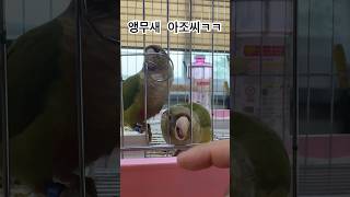 앵무새와 대화 나누는 사람 봄?ㅋㅋㅋ #앵무새 #동물 …