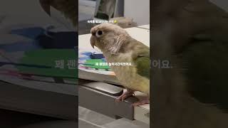 키위는 가끔 숙제를 밟아.. #앵무새 #parrot #…