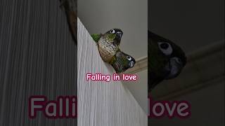 새들의짝짓기#birds mating#코뉴어앵무새#하랑이#하봉이#parrot#cute