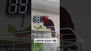 #asmr #parrot #birds #뉴기니아앵무새 …