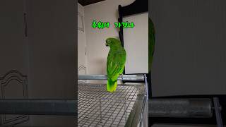 아리의 혼자말 #말하는 #아마존 #앵무새 #아리 #parrot #birds