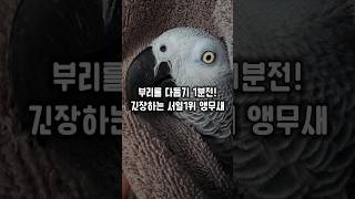 이날만을 기다렸다! 우리집 서열1위 앵무새도 긴장하는 …