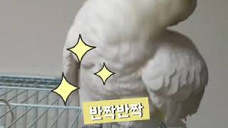 코카투 앵무새 애교와 까꿍