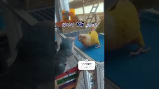 퀘이커vs코뉴어 #앵무새싸움 #서열싸움