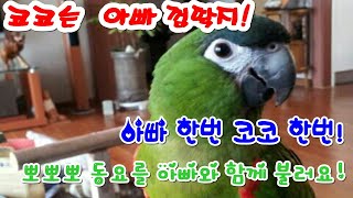 앵무새 뽀뽀뽀 동요를 아빠와 함께불러요 [앵무새친구TV]