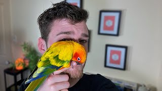 OWNING A SUN CONURE (PROS &amp…