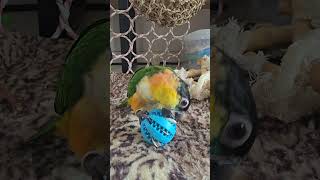 #birds #birdslover #parrot #pe…