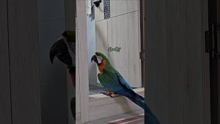 대형앵무새가 가글하는 법을 배울수 있었던 이유 #앵무새…