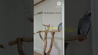 앵무새ㅡ순돌아 그런 장난 하는거 아니야