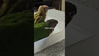 물놀이 하기 좋은날 #앵무새#parrot##물놀이