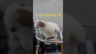 빨래 던져버리는 앵무새 천진난만 귀요미 #너하고싶은거다…