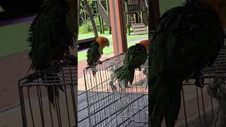 카이큐 앵무새! 해수욕장 개장! 해운대 부럽지 않다!