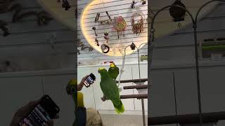 말하는앵무새  #파주카페   #사랑표현하는앵무새