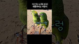 누나들은 내가 접수한다 재롱부리기 #아랑이 #아마존앵무…