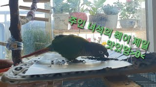 코뉴어를 기르기 전에 알아야 할 상식 : 부리의 힘