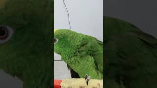 #진짜사나이 #아롱이최고 #옥수수먹방 #말하는앵무새