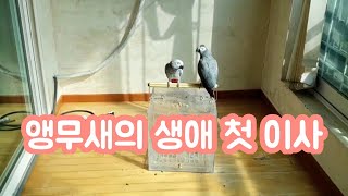 앵무새가 생애 첫 이사를 했어요