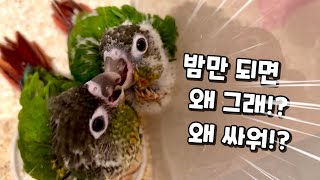밤만되면 시끄럽게 싸우는 아기앵무새들?!#앵무새#코뉴어…