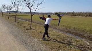 부산 대저 생태공원 홍금강 앵무새 홍금이와 청금강 앵무새 금강이 멋진 자유비행