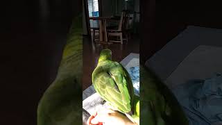 네입 아마존] JINX&quot; JINX&quot; …