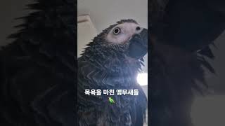 목욕이 끝난 앵무새  #parrot #앵무새 #bird…
