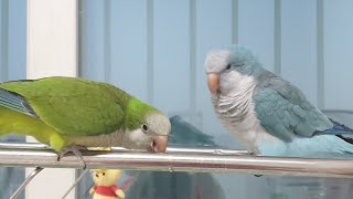 퀘이커앵무새 순도리♡부츄 (뭐든지 살살 물어보살~)