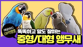 [앵무새키우기]40년-70년까지 장수하는 똑똑이 중형앵…