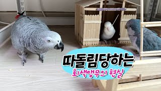 따돌림 당하는 회색앵무새의 억울한 순간  회색앵무 잠바