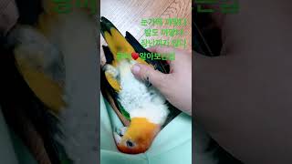 #팡이 #카이큐앵무새 #팡이설명서 #서브웨이 #집사의하…