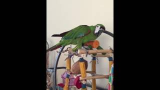Swearing Severe Macaw not wanting to get off of play gym for a bath