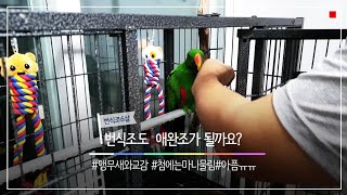[대구앵무새농장] 손에서 튀는 앵무새  교정하는방법입니…