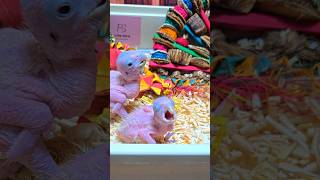 듀컵코카투 #parrot #birds #birdslov…