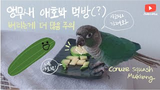 코뉴어 앵무새 애호박 먹방 conure squash m…