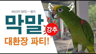 앵무새야? 사람이야? / 편집하다 너무 웃었네요! 강추…