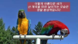 브라질 모리아산 계곡 청금강 홍금강 날으는 모습, 돌나…