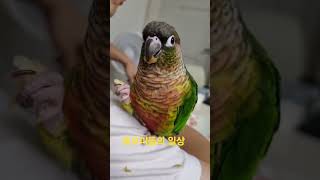 사과 먹는 앵무새#앵무새키우기 #코뉴어 #앵무새 간식#앵무새 사과