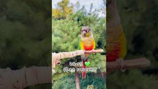 하트가 전하는 감사 인사#코뉴어#앵무새#구독자50명#감…