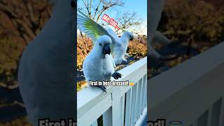 COCKATOO wild SEED Season!  #c…