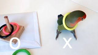 앵무새 훈련 망한 영상. 그래서 더 재미있음 (모란앵무…